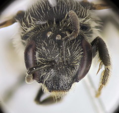 Lasioglossum medinai