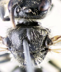 Lasioglossum medinai
