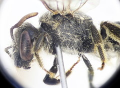 Lasioglossum medinai