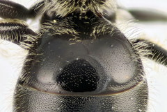 Lasioglossum medinai