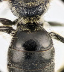Lasioglossum medinai
