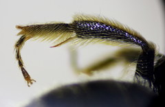 Lasioglossum medinai