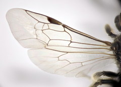 Lasioglossum medinai