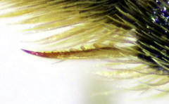 Lasioglossum medinai