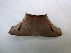 Image of Euclysia dentifasciata