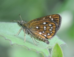 Piruna aea