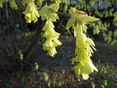 Corylopsis spicata