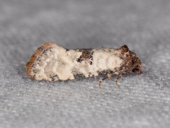 Platphalonidia campicolana