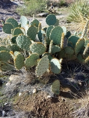 Opuntia rastrera