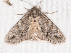 Andropolia diversilineata