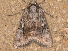 Setagrotis pallidicollis