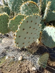 Opuntia rastrera