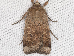 Abagrotis scopeops