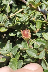 Ceanothus fresnensis