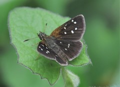 Piruna aea