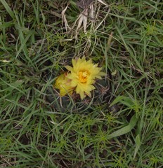 Coryphantha pycnacantha