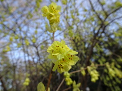 Corylopsis spicata
