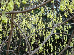 Corylopsis spicata
