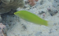 Halichoeres chloropterus