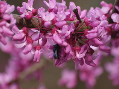 Osmia ribifloris ribifloris