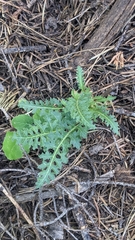 Pedicularis semibarbata