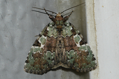 Leuconycta lepidula