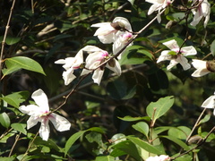Magnolia kobus