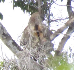 Bradypus variegatus variegatus