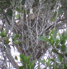 Bradypus variegatus variegatus