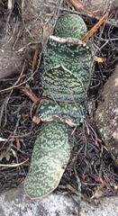 Gasteria brachyphylla
