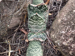 Gasteria brachyphylla
