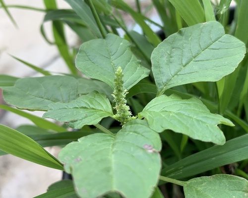 Amaranthus emarginatus subsp. emarginatus image