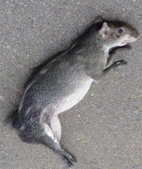 Dasyprocta fuliginosa