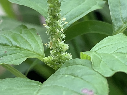 Amaranthus emarginatus subsp. emarginatus image
