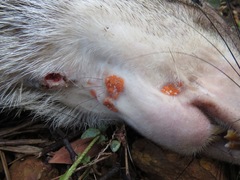 Dasyprocta fuliginosa