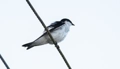 Tachycineta albiventer