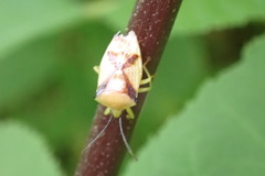 Elasmostethus atricornis