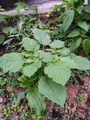 Physalis grisea