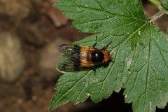 Volucella pellucens