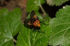 Volucella pellucens