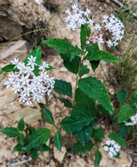 Asclepias quadrifolia