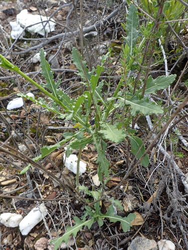 Image of Sisymbrium capense by (c) Nicola van Berkel, some rights reserved (CC BY-SA)