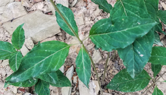 Asclepias quadrifolia