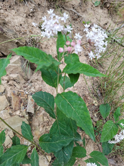 Asclepias quadrifolia