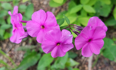 Phlox ovata