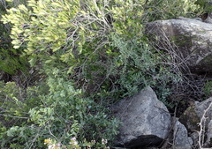 Dioscorea hemicrypta