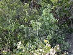 Dioscorea hemicrypta