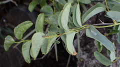 Dioscorea hemicrypta