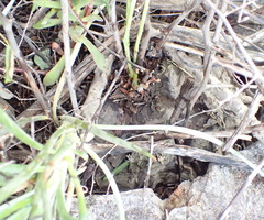 Dioscorea hemicrypta