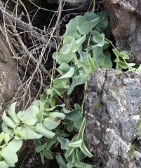 Dioscorea hemicrypta